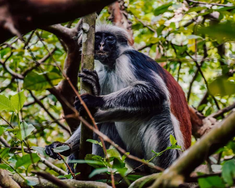 Zanzibar:Jozani forest, Spice farm with Swahili Cuisine clas - Pickup and timing: how to fit it into your Zanzibar day