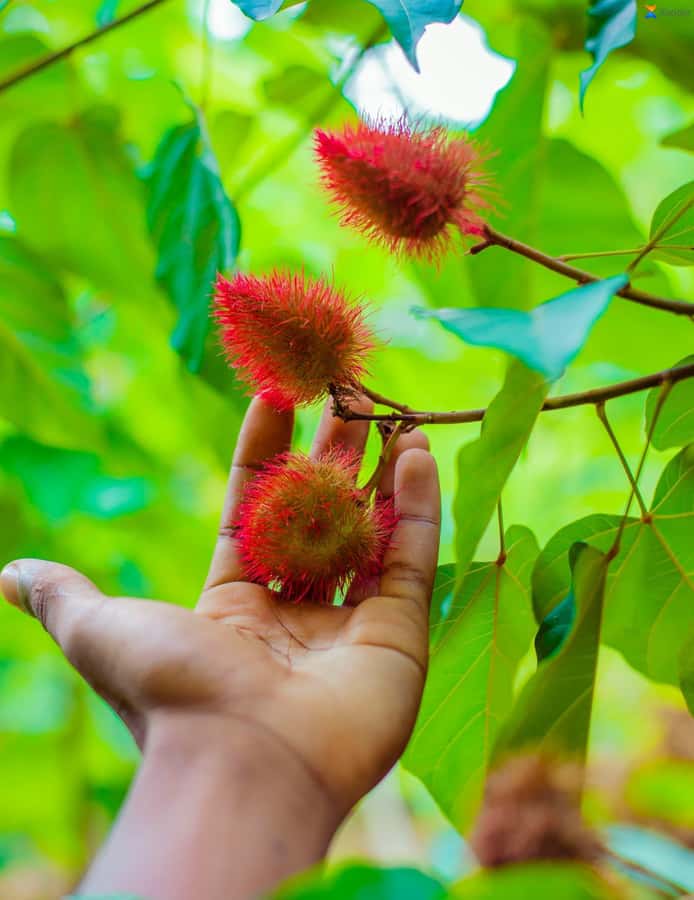 Zanzibar:Jozani forest, Spice farm with Swahili Cuisine clas - Price and value: $94 per person and what you might need extra cash for