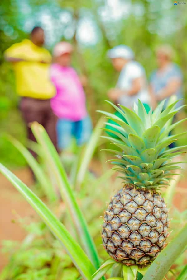 Zanzibar:Jozani forest, Spice farm with Swahili Cuisine clas - Should you book Zanzibar’s Jozani + Spice Farm + Swahili cooking class?