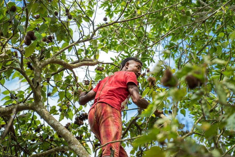 Zanzibar: Jozani forest tour & Spice farm tour with lunch - Lunch on the farm: why pilau and fruit matter here