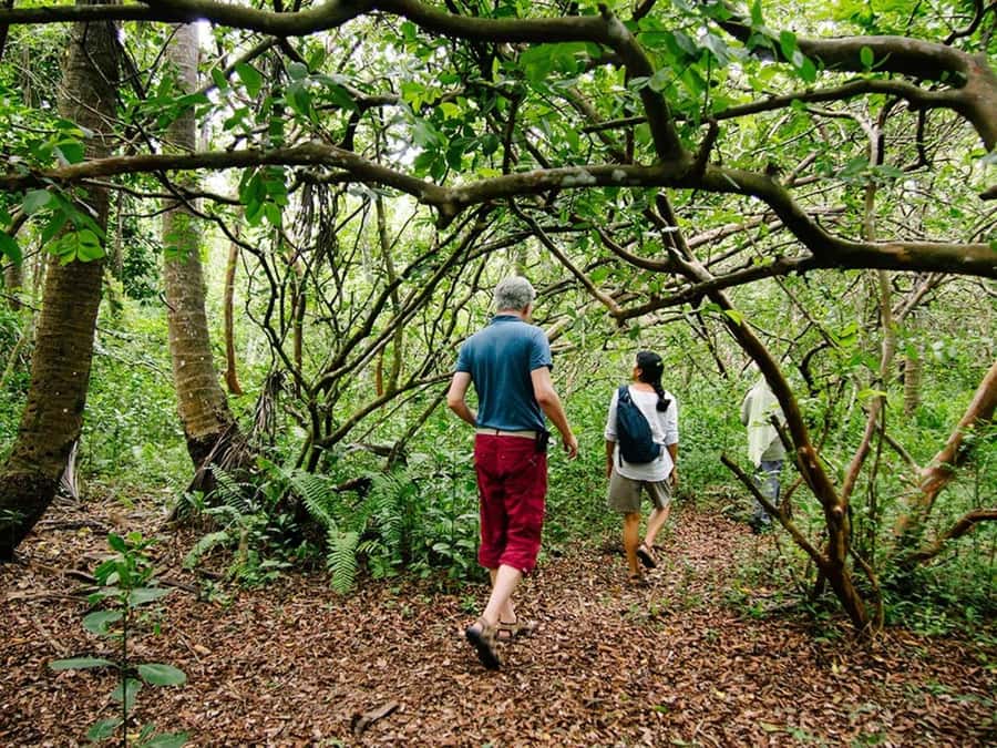 Zanzibar: Jozani forest tour & Spice farm tour with lunch - Photo tips for red colobus and mangrove critters