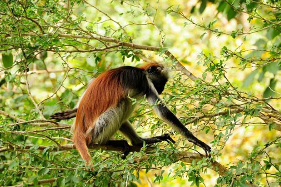 Zanzibar: Jozani forest tour & Spice farm tour with lunch - Getting to the spice farm: how the day starts