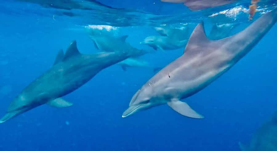 Zanzibar: Mnemba Atoll, Spice farm, Jozani forest & Lunch - Dolphin-to-land pacing: the van ride you’ll notice
