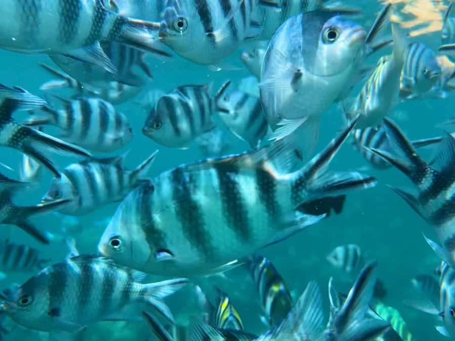 Zanzibar: Mnemba Atoll, Spice farm, Jozani forest & Lunch - Who this tour suits best (and who should think twice)