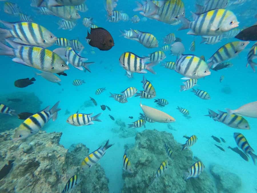 Zanzibar: Mnemba Atoll, Spice farm, Jozani forest & Lunch - Mnemba Island and Atoll: dolphins first, snorkeling right after