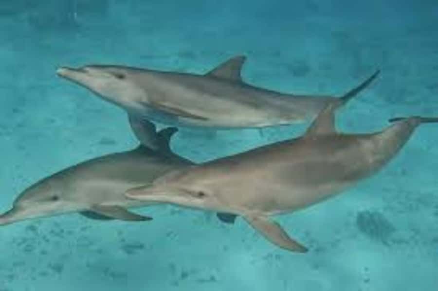 ZANZIBAR: Mnemba island, Baraka aquarium and spice farm - Key Highlights to Look Forward To