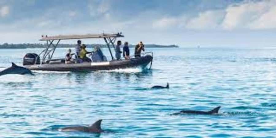 ZANZIBAR: Mnemba island, Baraka aquarium and spice farm - Mnemba Island Dolphin Time: Why the Water Gets Your Attention