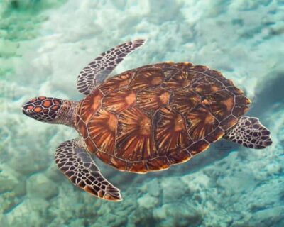 ZANZIBAR: Mnemba island, Baraka aquarium and spice farm - Snorkeling Near the Mnemba Conservation: Coral Reefs and a Low-Tide Twist