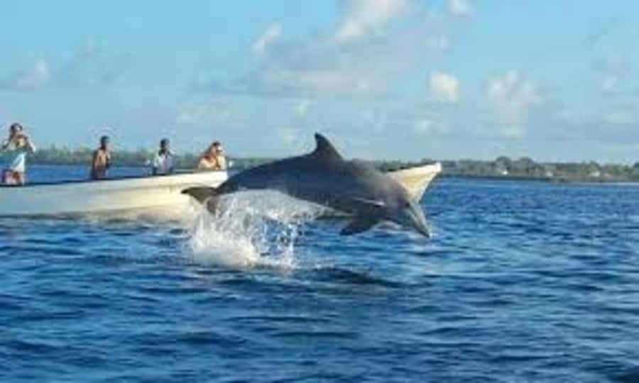 ZANZIBAR: Mnemba island, Baraka aquarium and spice farm - Who This Tour Suits Best