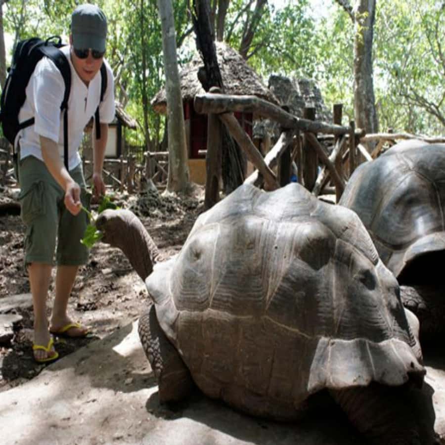 ZANZIBAR: Prison Island, Spice Farm Visit & Turtle Swim Tour - Guides Make It Fun (and Make You Feel Looked After)