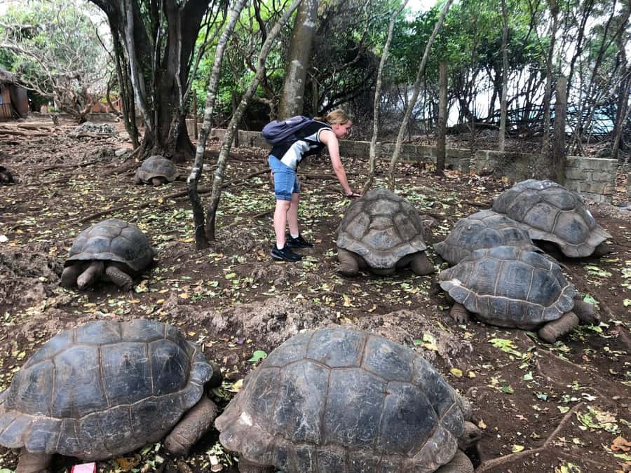 Zanzibar: Prison Island, Stone Town, & Spice Farm Tour - A smart 8-hour mix: Stone Town, Prison Island, and spices