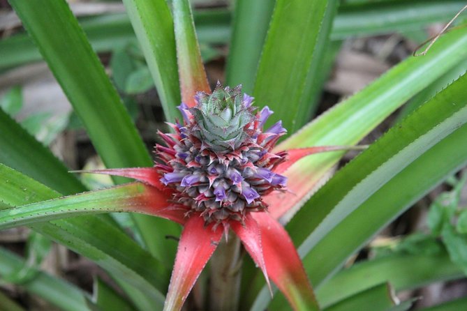 Zanzibar Spice Farm Half-Day Walking Tour - The walking part: spices, plantations, and village life