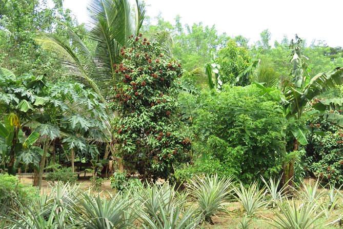 Zanzibar Spice Farm Half-Day Walking Tour - Comfort and dress code: formal doesn’t mean stuffy
