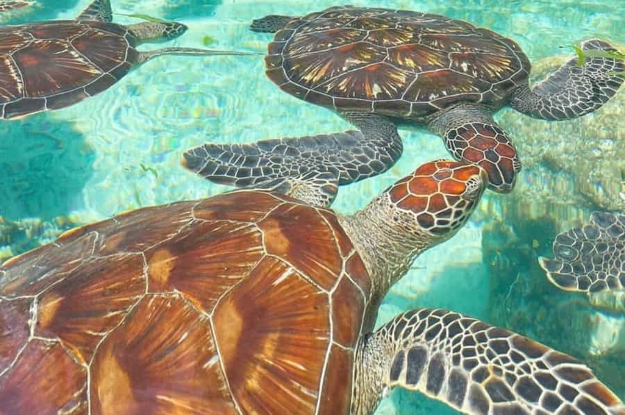 Zanzibar: Spice Farm, Jozani Forest & Sea Turtle Sanctuary - How a 7–9 hour Zanzibar day stays fun