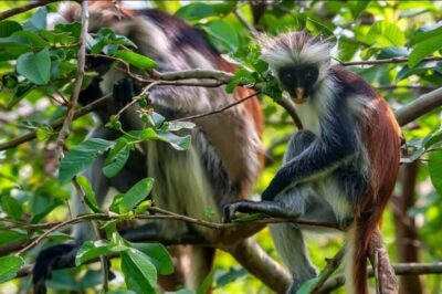 Zanzibar: Spice Farm, Jozani Forest & Sea Turtle Sanctuary - Jozani Chwaka Bay National Park: red colobus and mangrove scenery
