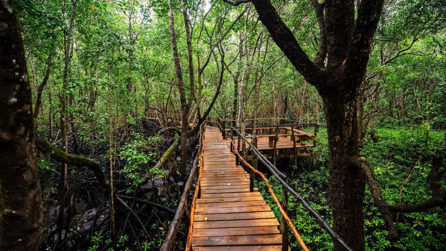 Zanzibar: Spice Farm, Jozani Forest & Sea Turtle Sanctuary - Should you book it?