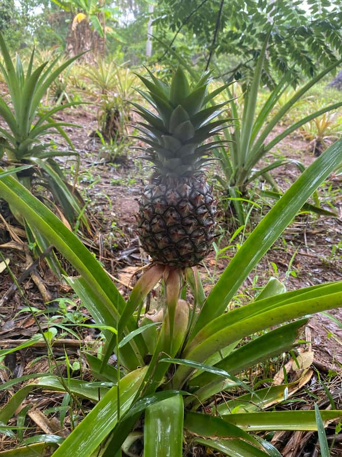 Zanzibar: Spice Farm & Stone Town Tour with Lunch - Spice Farm to Stone Town: a smart way to spend 7 hours