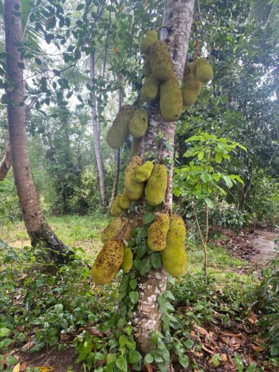 Zanzibar: Spice Farm & Stone Town Tour with Lunch - How the pickup and van ride affects your day
