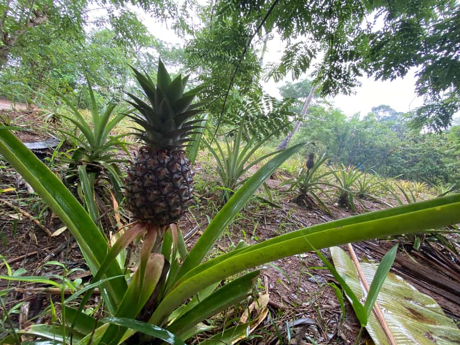 Zanzibar: Spice Farm & Stone Town Tour with Lunch - When your guide matters: names like Samir, Salum, and Izaac