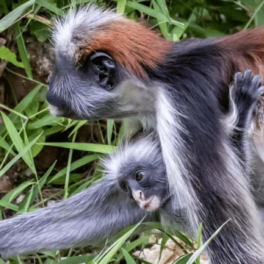 ZANZIBAR: Spice Farm Tour, Jozani Forest & Rock Restaurant - Who This Tour Fits Best (and Who Should Skip It)