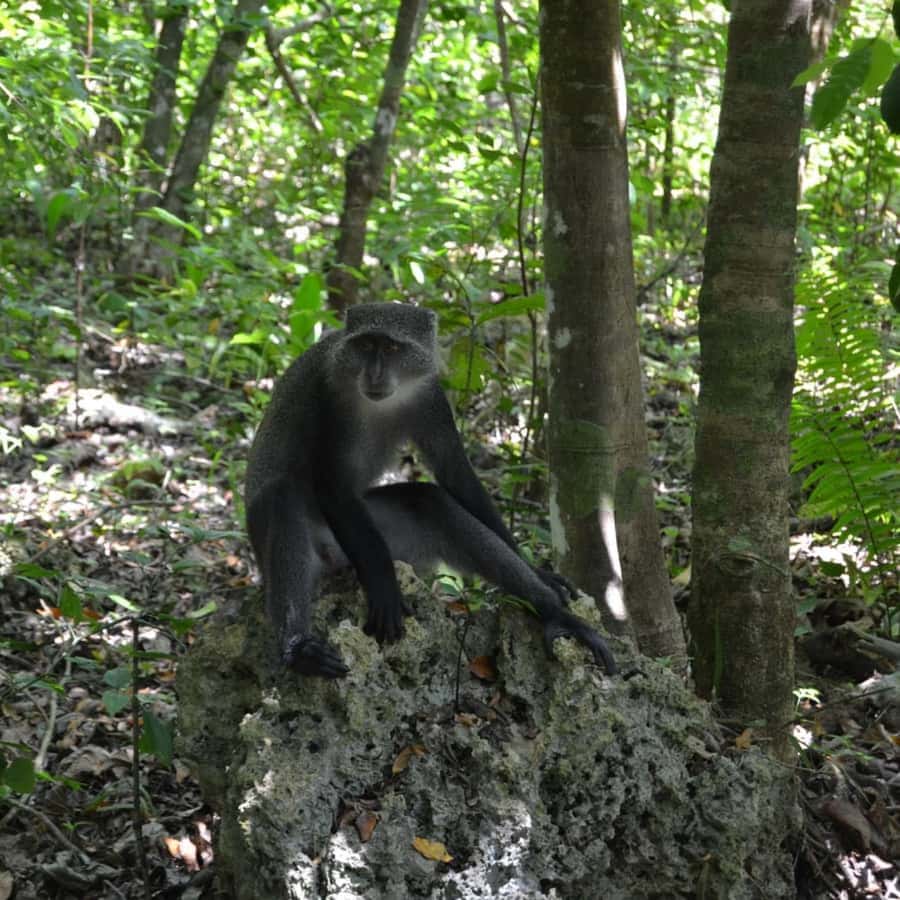 ZANZIBAR: Spice Farm Tour, Jozani Forest & Rock Restaurant - Quick Practical Tips for a Smoother Day