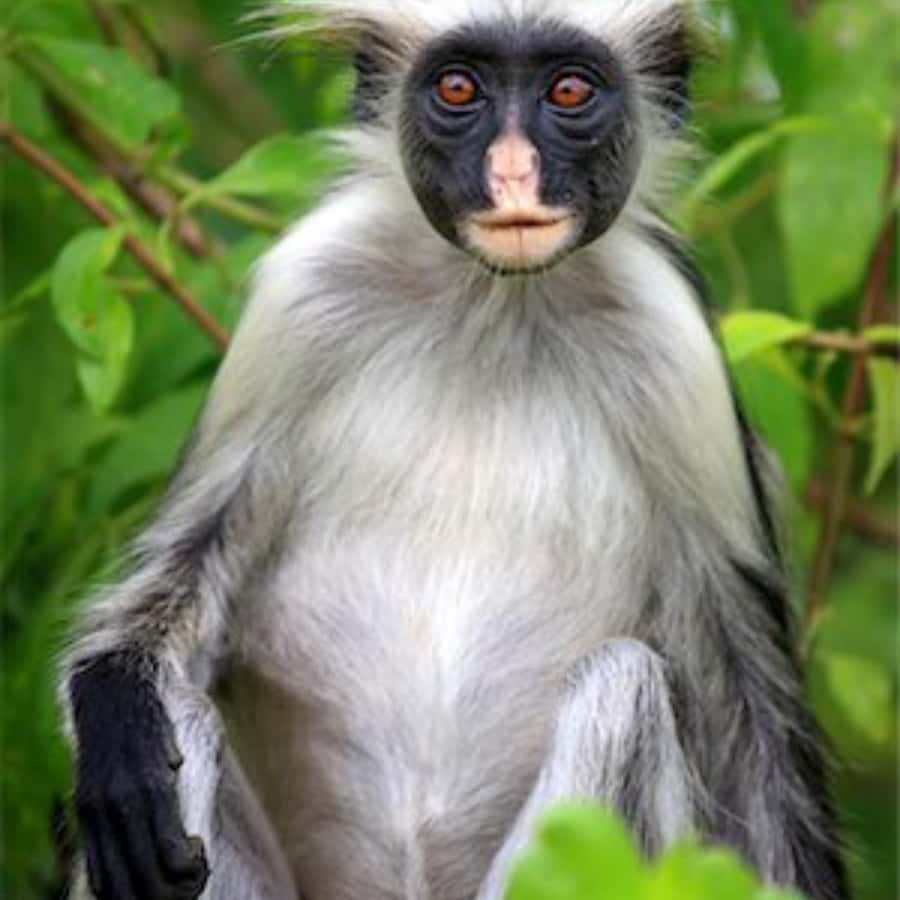 ZANZIBAR: Spice Farm Tour, Jozani Forest & Rock Restaurant - Should You Book This Day Trip?