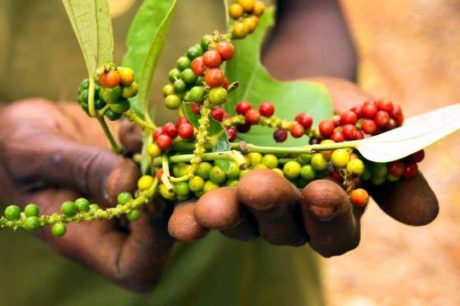 Zanzibar: Spice Farm Tour & Stone Town Adventure - A four-hour mix of spice farm smells and Stone Town stories