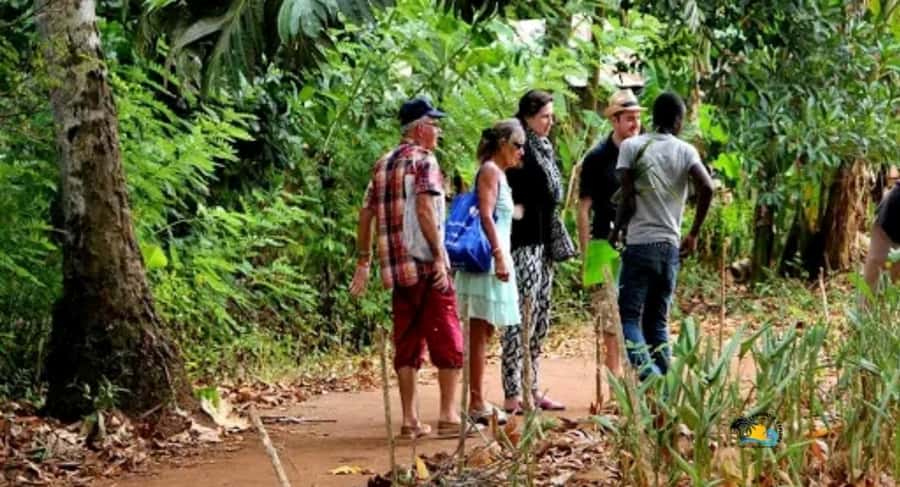 Zanzibar: Spice Farm Tour with Cooking lesson - Spice farm walk: harvesting vegetables and aromatic plants
