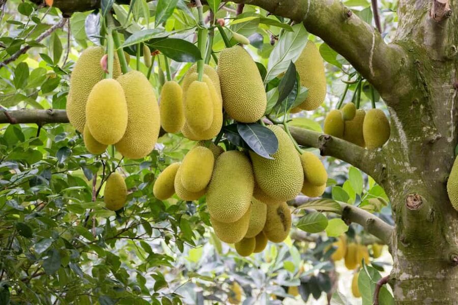 Zanzibar: Spice Farm Tour with Lunch & Tropical Fruits - Where You Start on Zanzibar and What the 2.5 Hours Feels Like