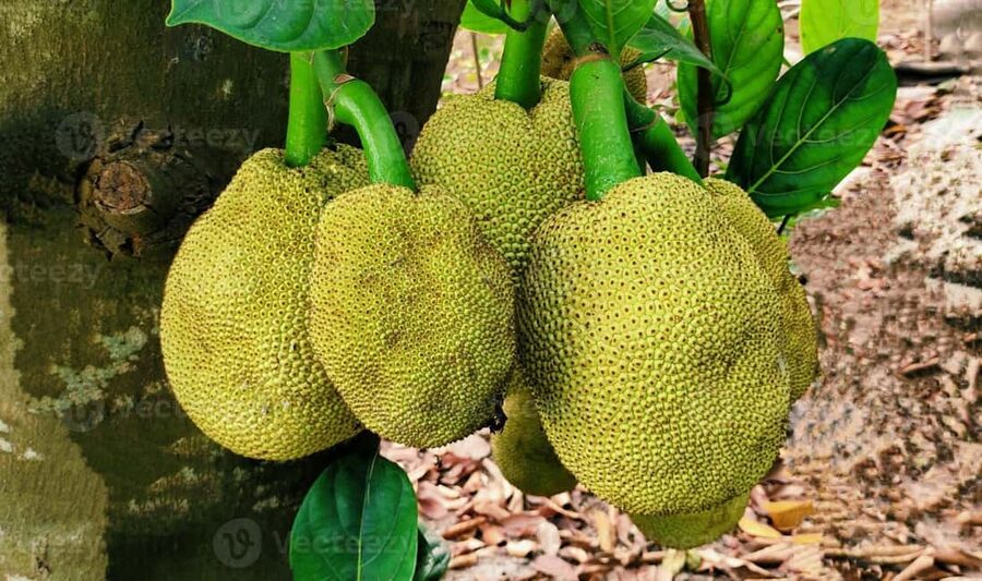 Zanzibar: Spice Farm Tour with Lunch & Tropical Fruits - Traditional Lunch: How the Tour Makes the Flavors Make Sense