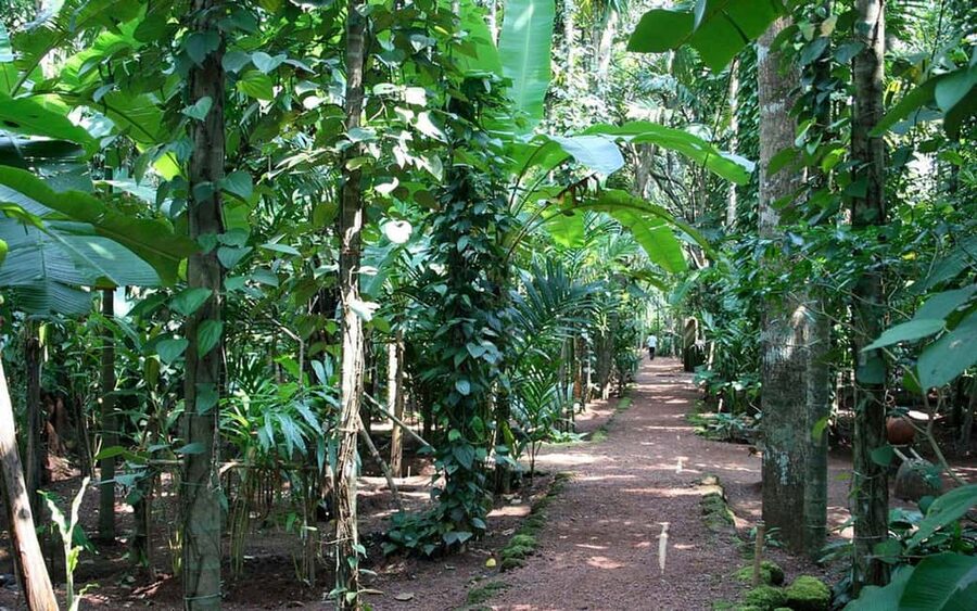 Zanzibar: Spice Farm Tour with Lunch & Tropical Fruits - What You Might Also Spot Along the Way (Beyond the Main List)