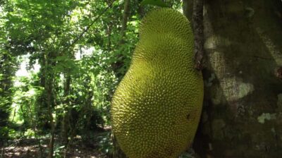 Zanzibar: Spice Farm Tour with Traditional Cooking Lesson - The Organic Spice Farm: Touch Plants, Then Taste Them
