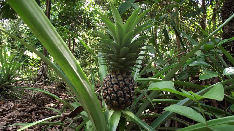Zanzibar: Spice Farm Tour with Traditional Cooking Lesson - Final Verdict: Should You Book This Zanzibar Spice Farm Tour?