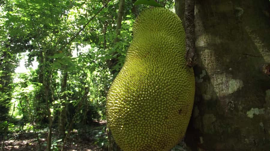 Zanzibar: Spice Farm Tour with Traditional Cooking Lesson - The Organic Spice Farm: Touch Plants, Then Taste Them