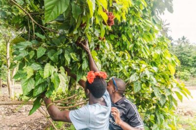 Zanzibar: Spice farm tour with Zanzibar fruits tasting - A village walk where spices are part of daily life