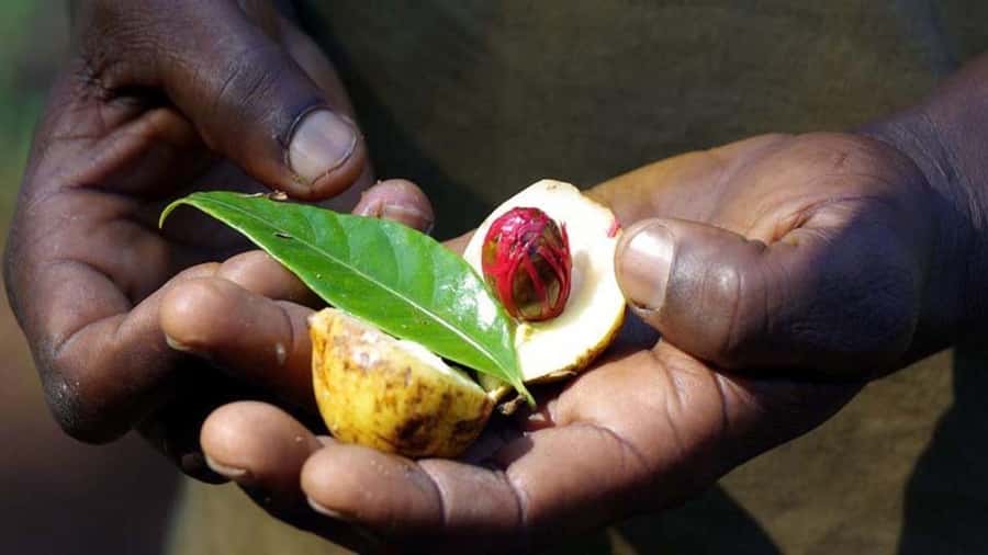 Zanzibar: Spice farm tour with Zanzibar fruits tasting - English or French guide: clarity is part of the bargain