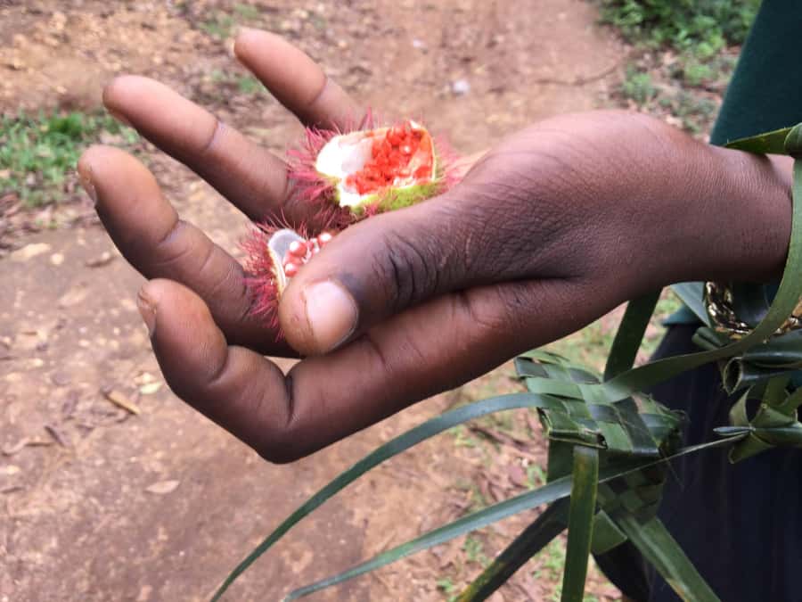 Zanzibar:Stone Town & Spice Farm Private Tour Lunch Included - Price and value for $46: what you’re really paying for