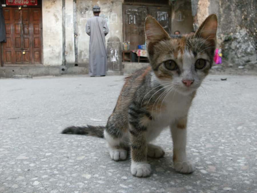 Zanzibar: Stone Town & Spice Farm Tour with Lunch - Price and Value: What $73 Buys in a Tight 5-Hour Day