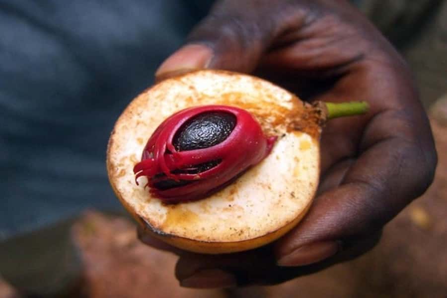 Zanzibar: Walking Spice Farm with Local Cooking Class - The cooking session: demonstration style, but the food is the payoff