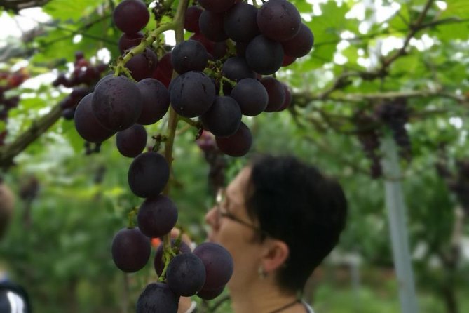 Zhujiajiao Water Town Private Tour with Local Farm Visit and Fruit Picking - Door-to-Door Setup: Pickup, Timing, and What “Private” Really Means