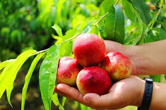 Zhujiajiao Water Town Private Tour with Local Farm Visit and Fruit Picking - Who This Tour Suits Best (and Who Might Want a Different Plan)